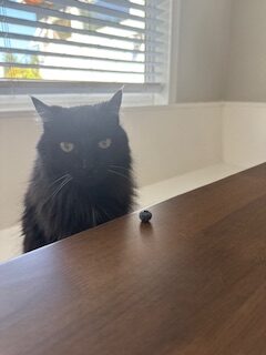 Coco the Cat